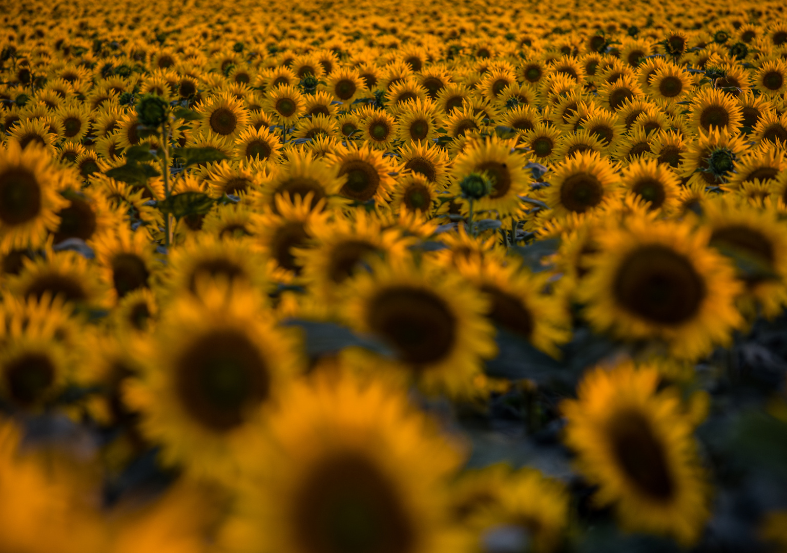 Sonnenblumen im Abendlicht