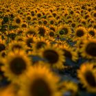 Sonnenblumen im Abendlicht