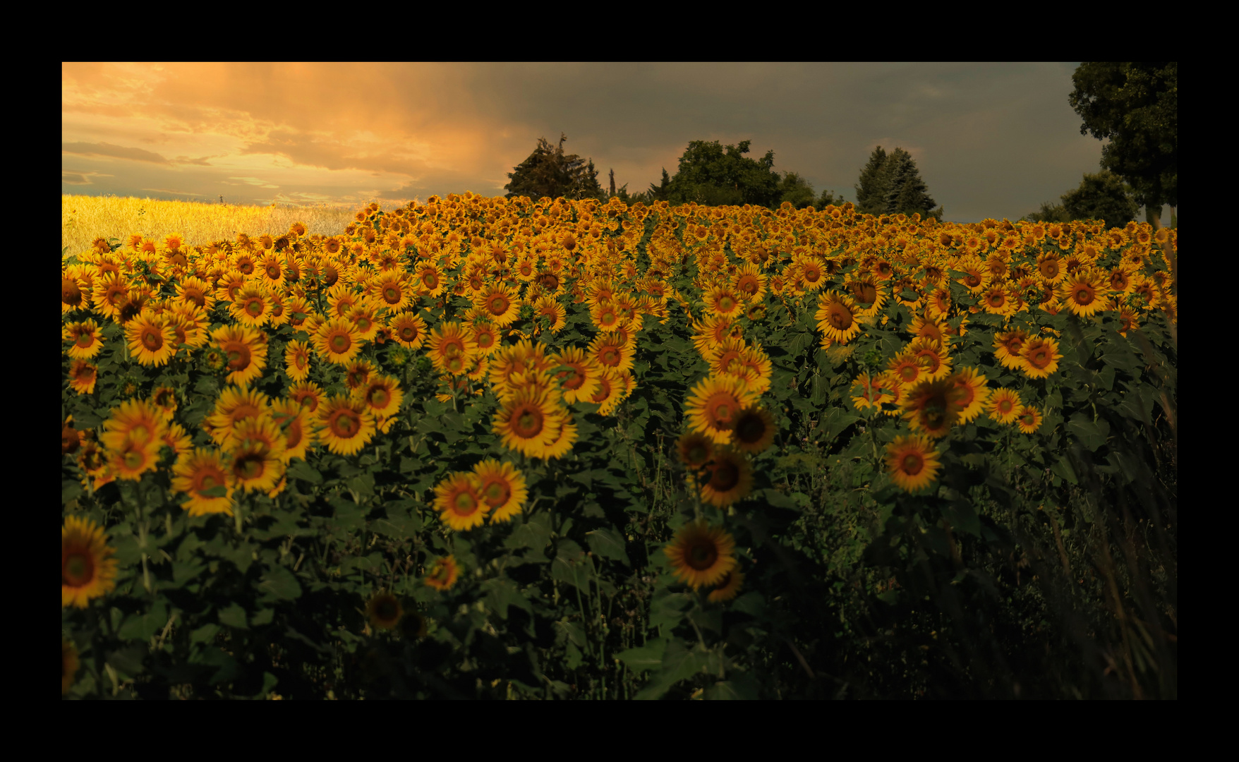 Sonnenblumen im Abendlicht