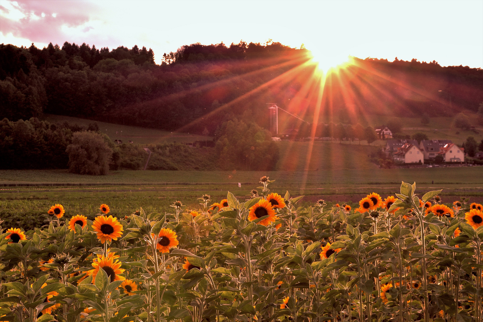 Sonnenblumen im Abendlicht