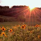 Sonnenblumen im Abendlicht