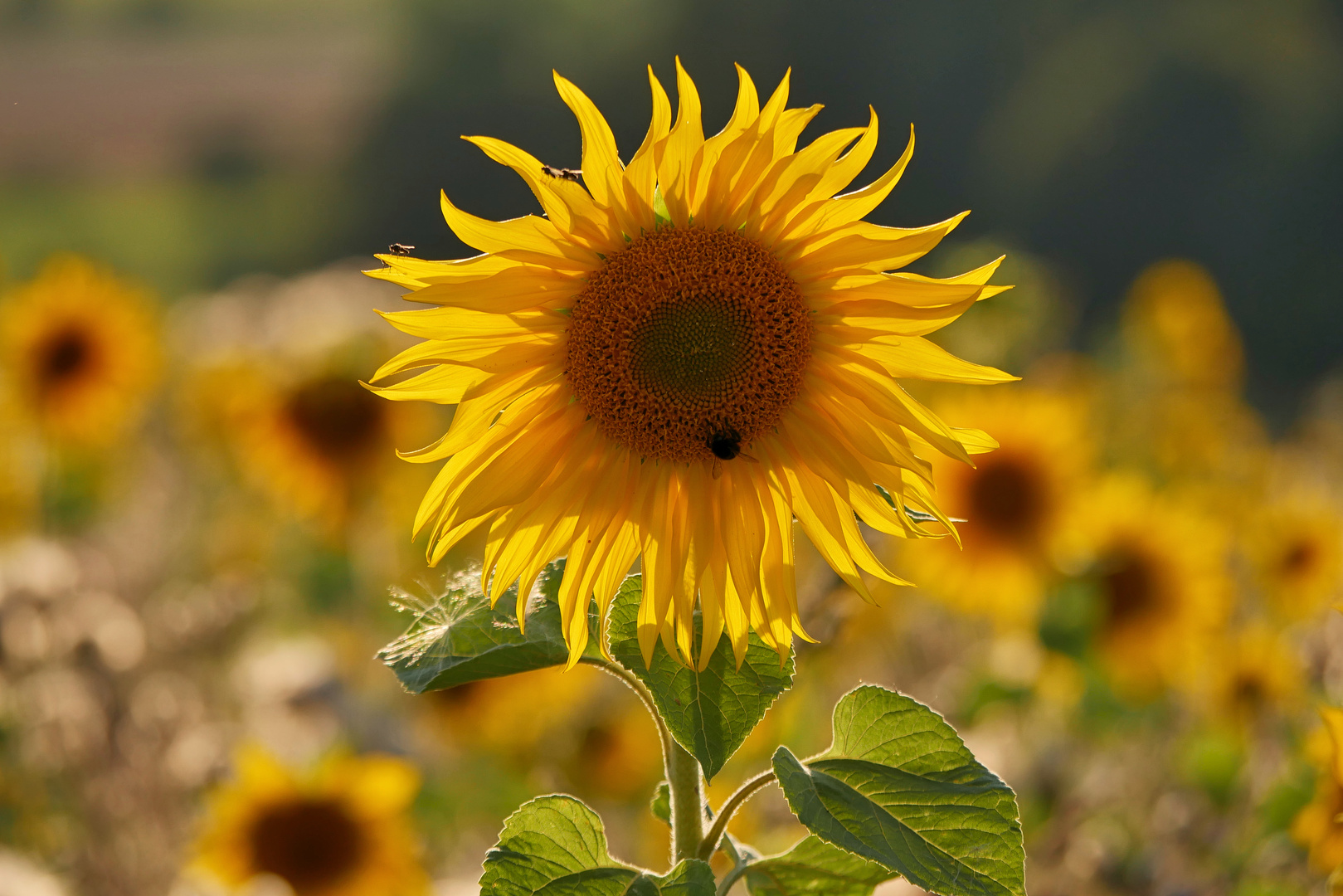 Sonnenblumen im Abendlicht....