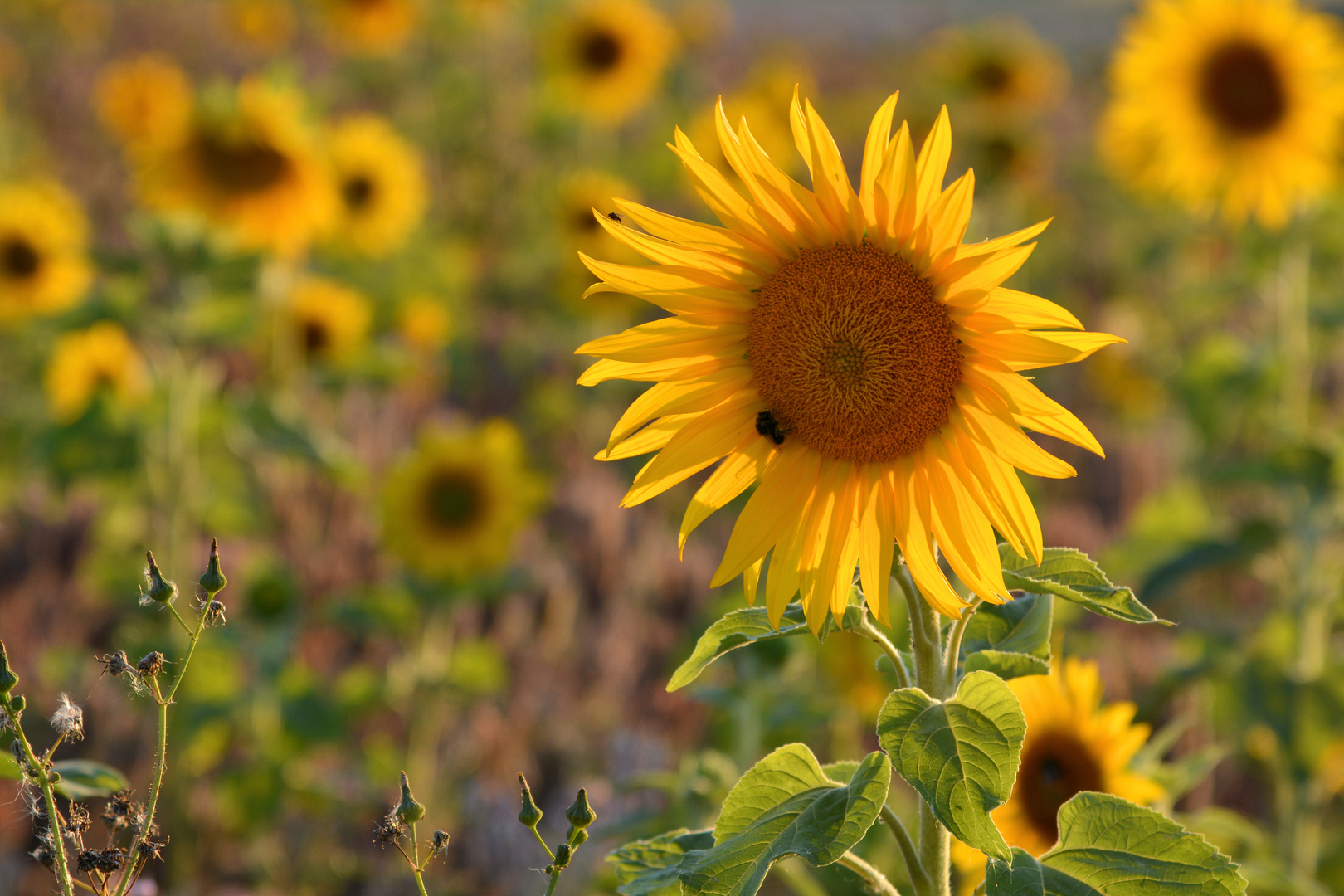 Sonnenblumen im Abendlicht....