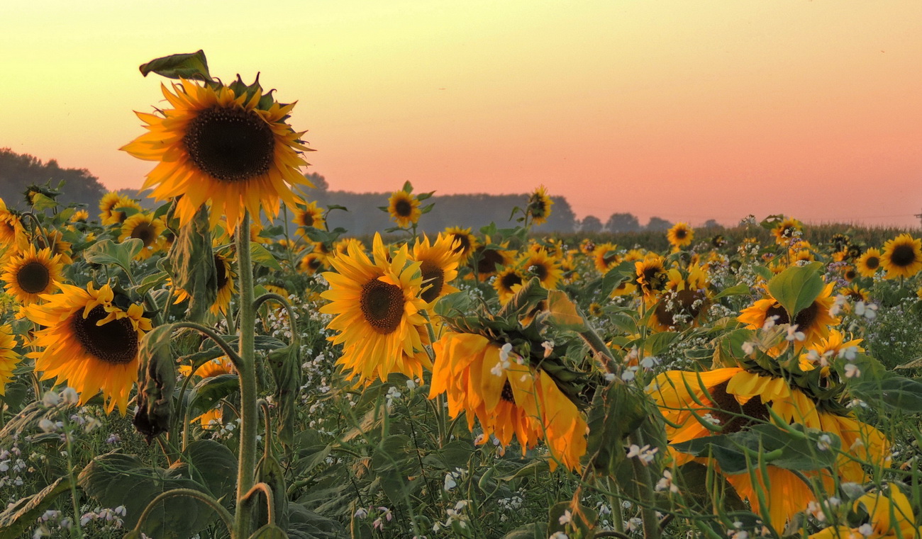 Sonnenblumen im Abendlicht