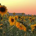 Sonnenblumen im Abendlicht