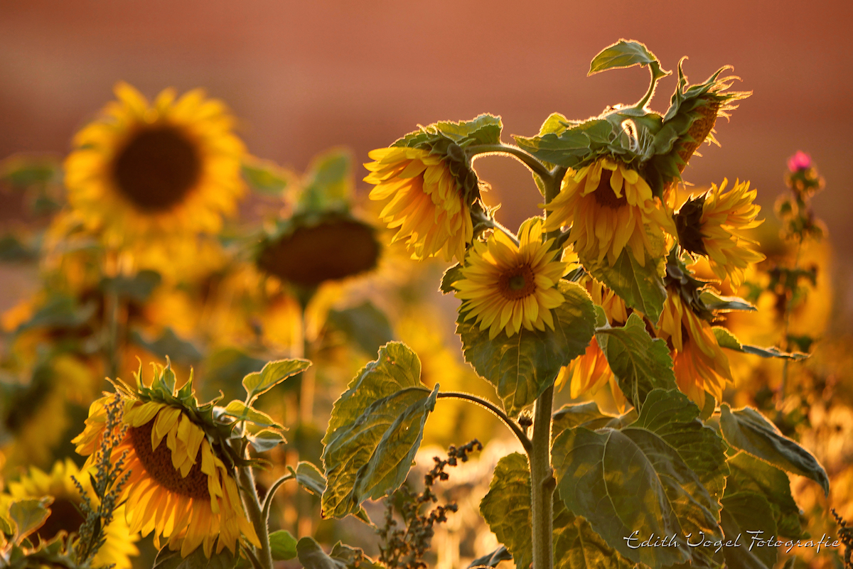 Sonnenblumen im Abendlicht....