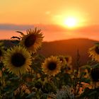 Sonnenblumen im Abendlicht....