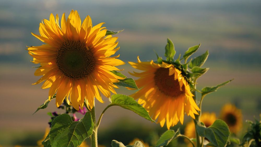 Sonnenblumen im Abendlicht....