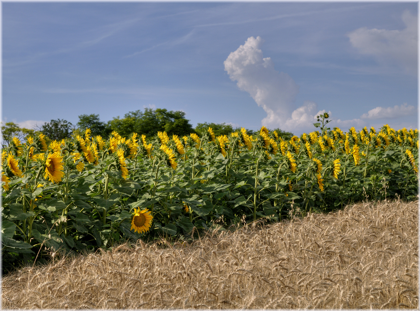 Sonnenblumen im Abendlicht