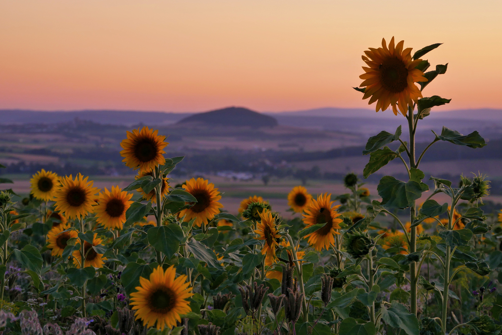 Sonnenblumen im Abendlicht....