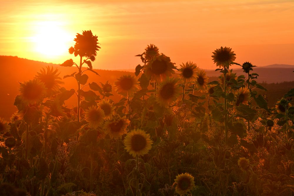 Sonnenblumen im Abendlicht....