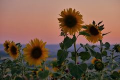 Sonnenblumen im Abendlicht....