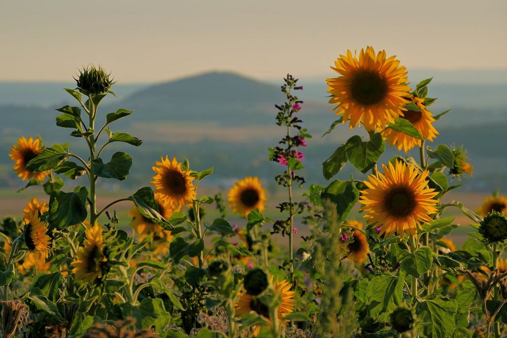 Sonnenblumen im Abendlicht....