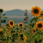 Sonnenblumen im Abendlicht....