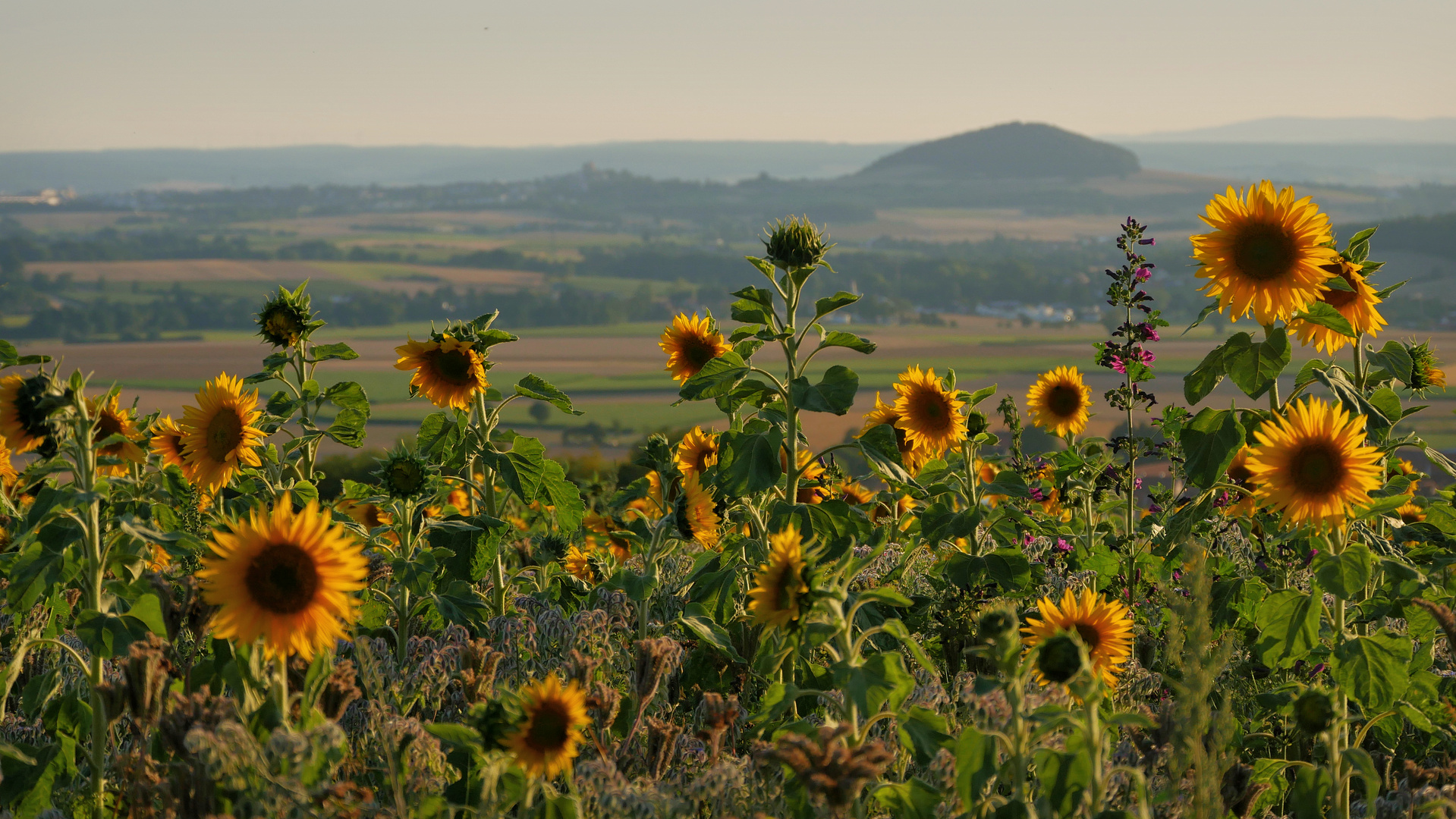 Sonnenblumen im Abendlicht....