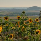 Sonnenblumen im Abendlicht....