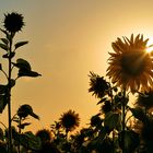 Sonnenblumen im Abendlicht....