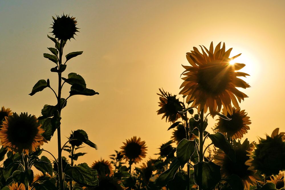 Sonnenblumen im Abendlicht....