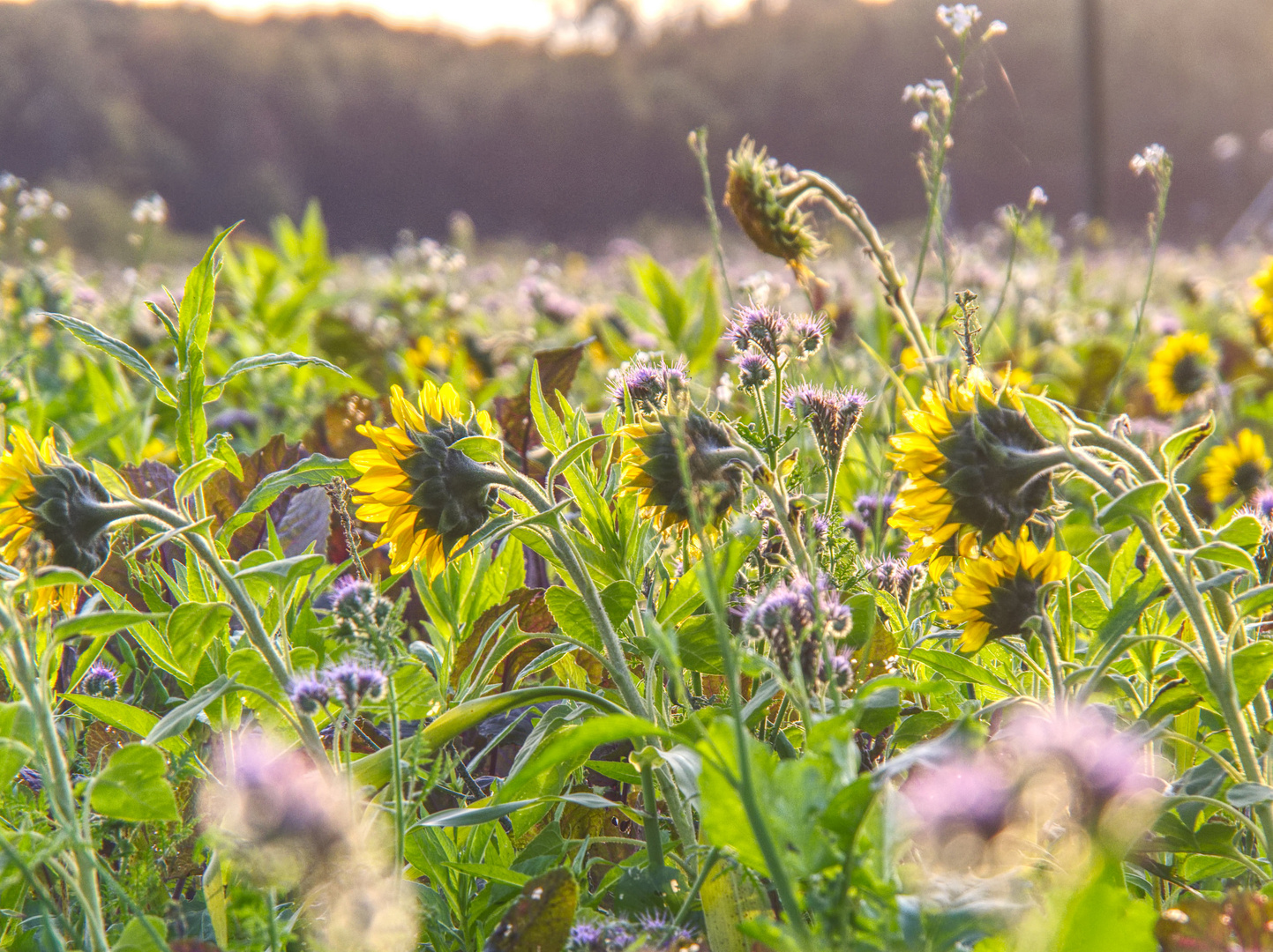 Sonnenblumen im Abendlicht