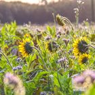 Sonnenblumen im Abendlicht