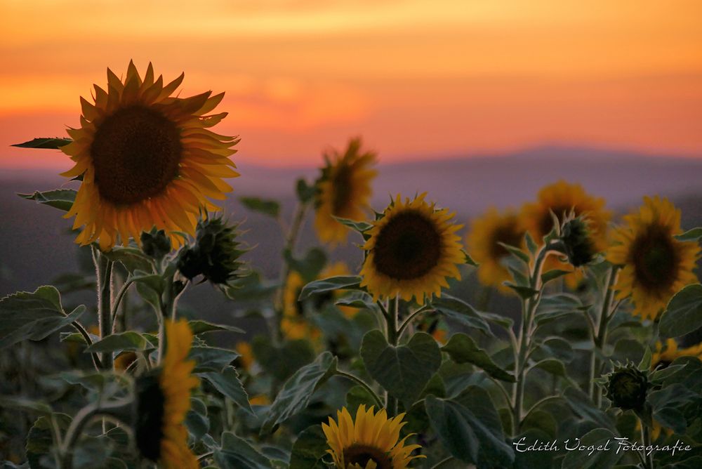 Sonnenblumen im Abendlicht....