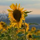 Sonnenblumen im Abendlicht....