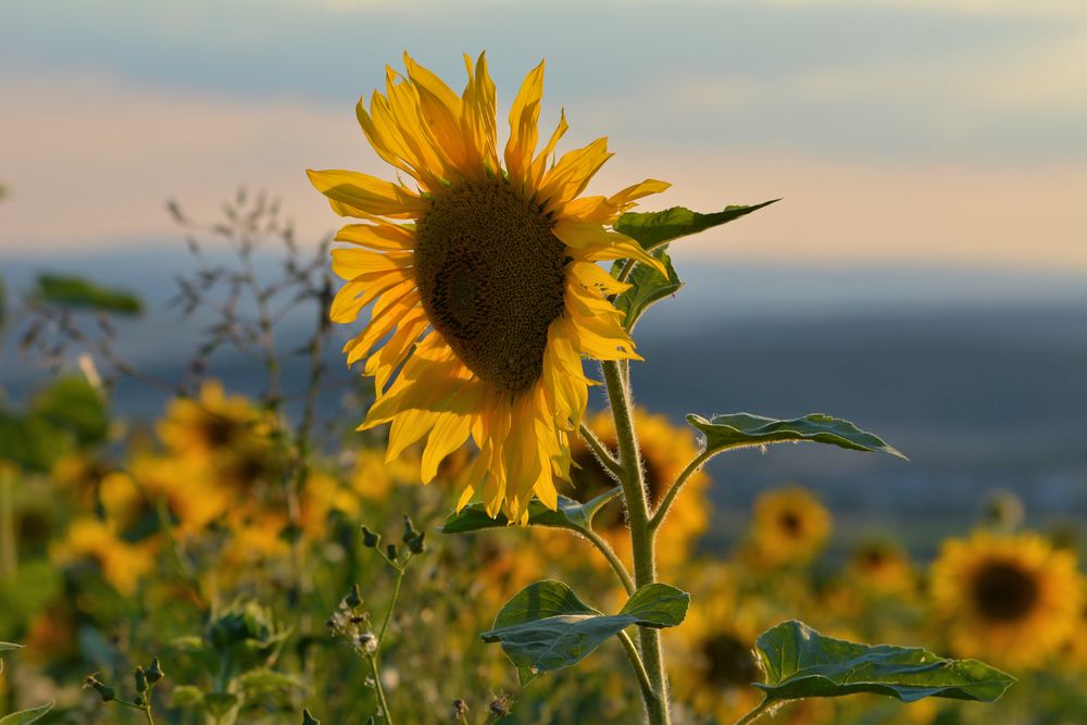 Sonnenblumen im Abendlicht....