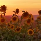 Sonnenblumen im Abendlicht....