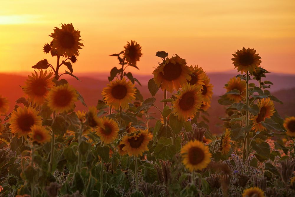 Sonnenblumen im Abendlicht....