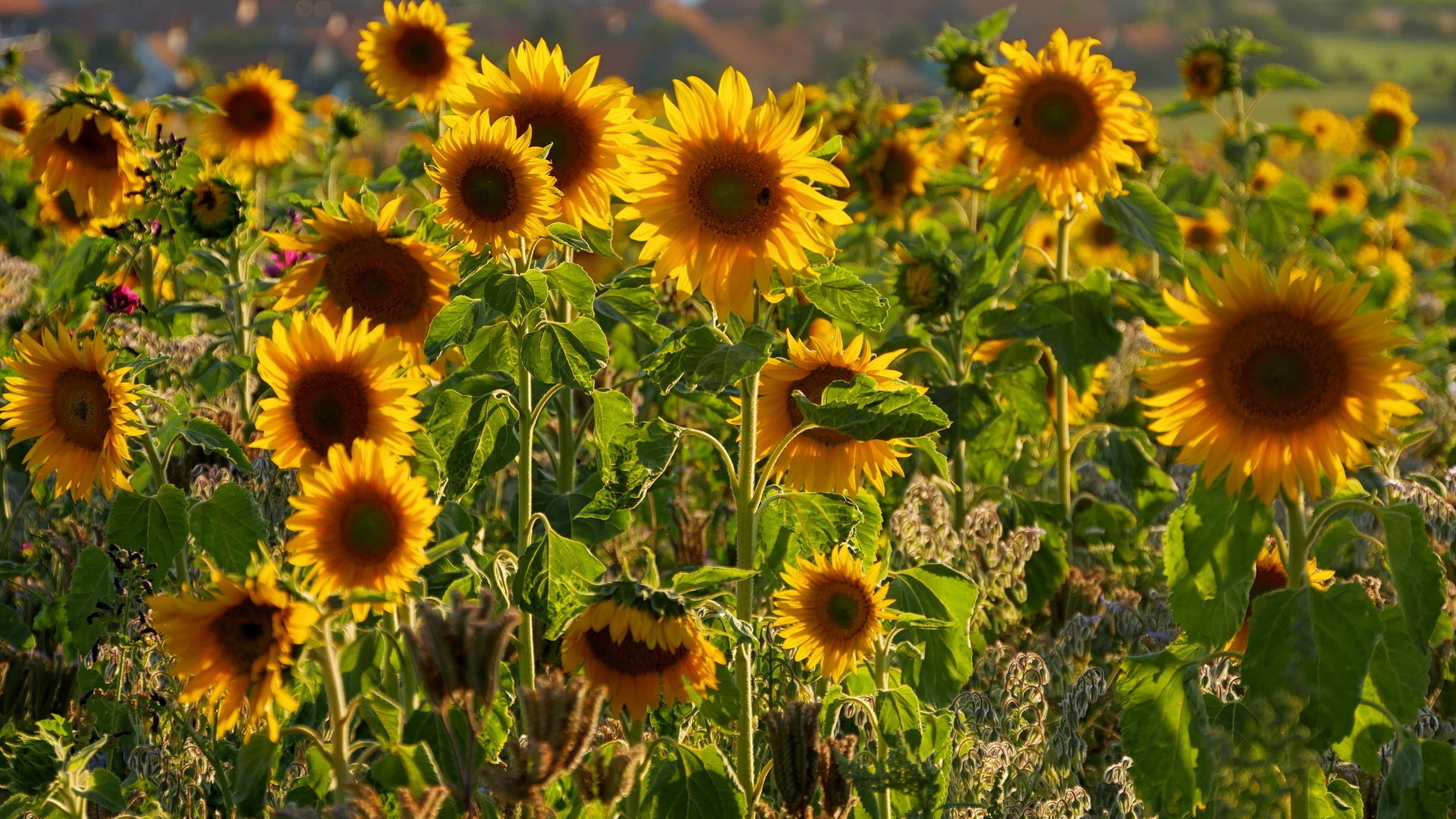 Sonnenblumen im Abendlicht....