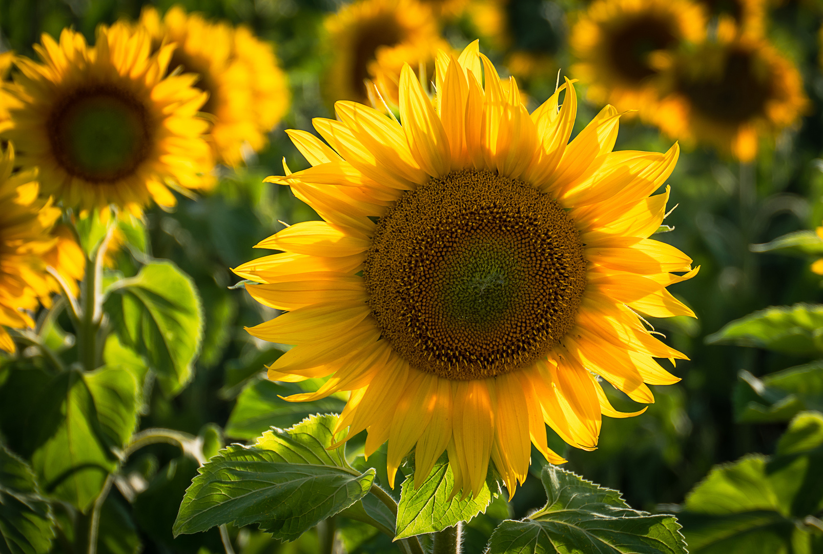 Sonnenblumen im Abendlicht