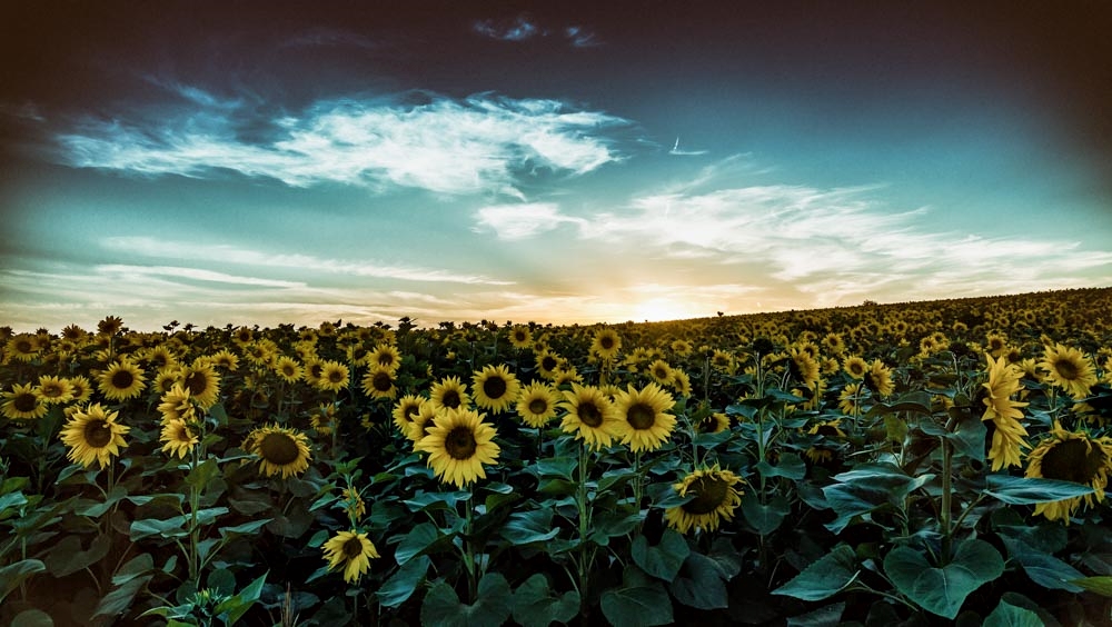 Sonnenblumen im Abendlicht