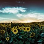 Sonnenblumen im Abendlicht