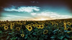 Sonnenblumen im Abendlicht