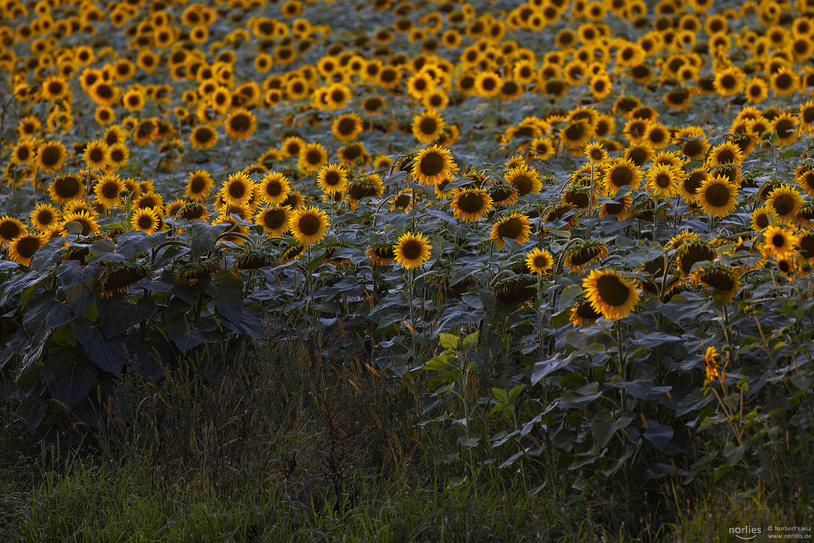 Sonnenblumen im Abendlicht