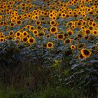 Sonnenblumen im Abendlicht