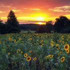 Sonnenblumen im Abendlicht