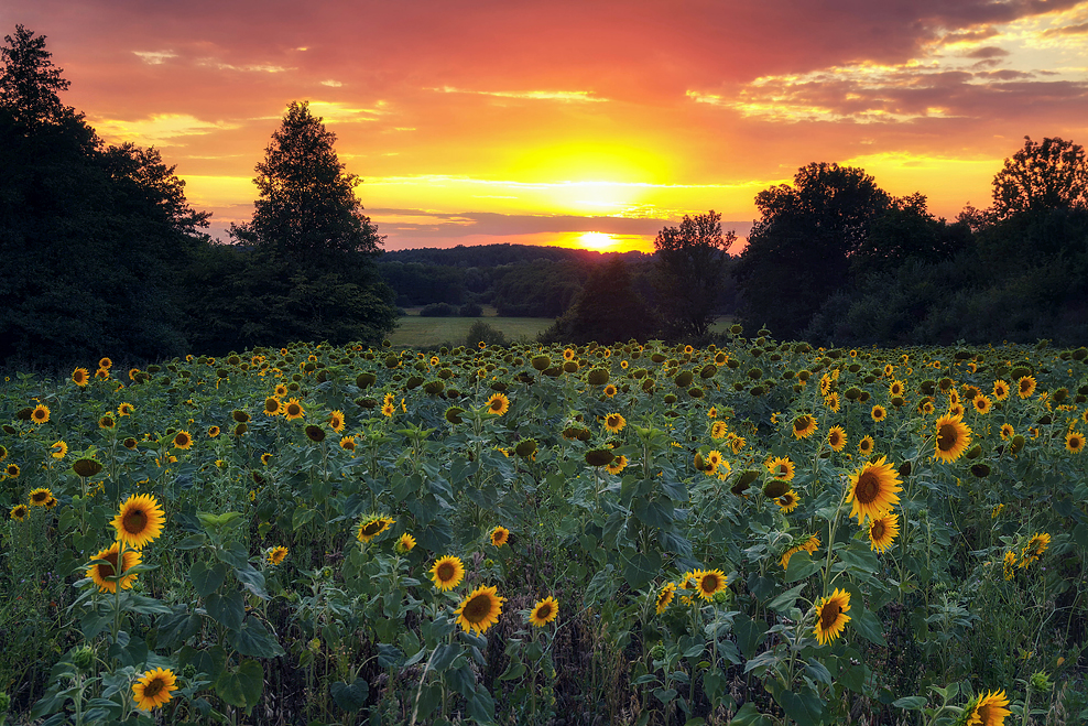 Sonnenblumen im Abendlicht