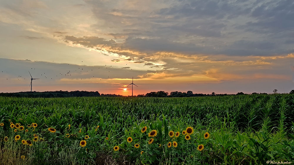 Sonnenblumen im Abendlicht