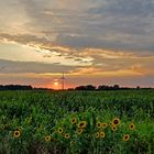 Sonnenblumen im Abendlicht