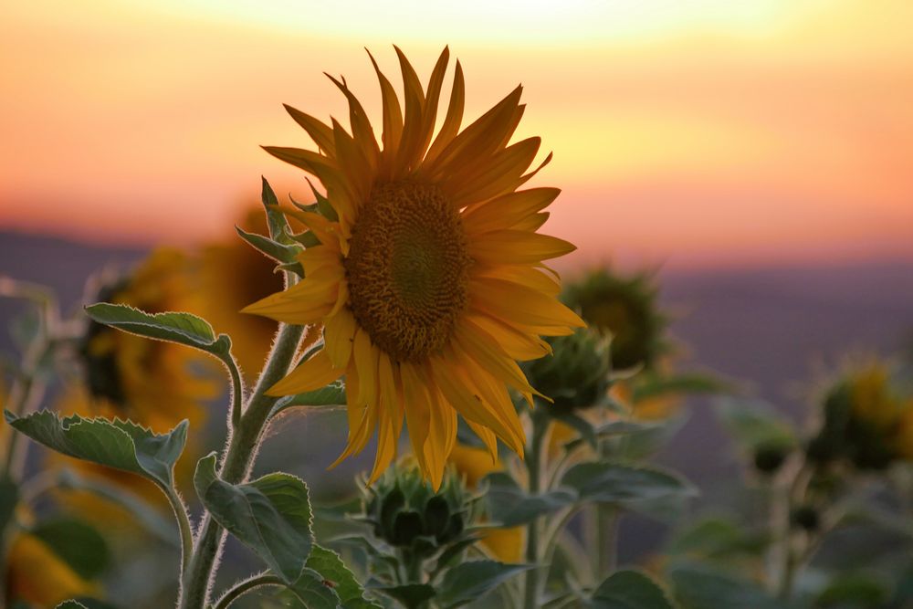 Sonnenblumen im Abendlicht....