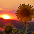 Sonnenblumen im Abendlicht....