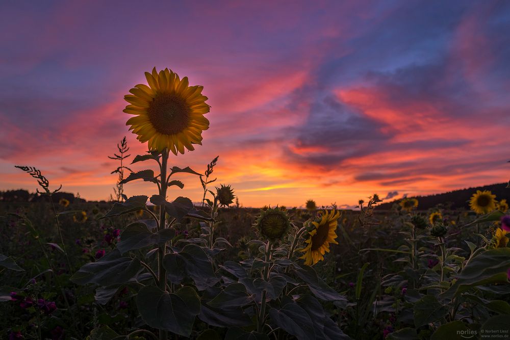 Sonnenblumen im Abendlicht