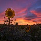 Sonnenblumen im Abendlicht