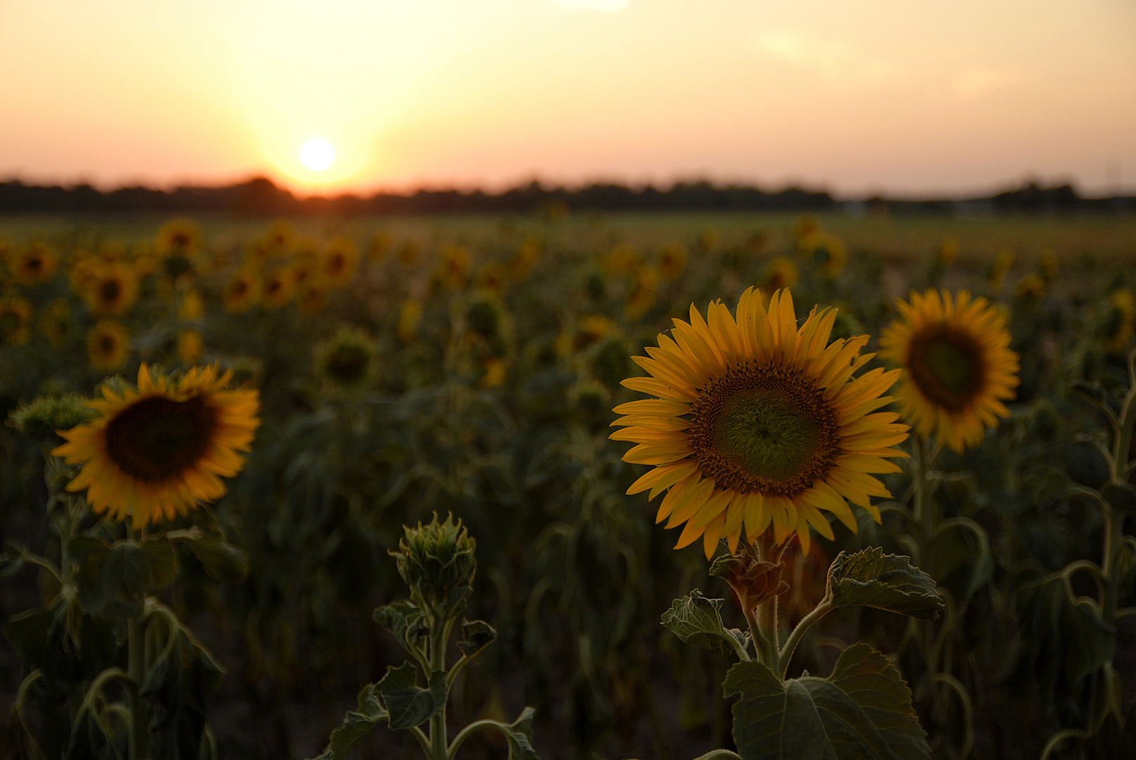 Sonnenblumen im Abendrot