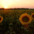 Sonnenblumen im Abendrot