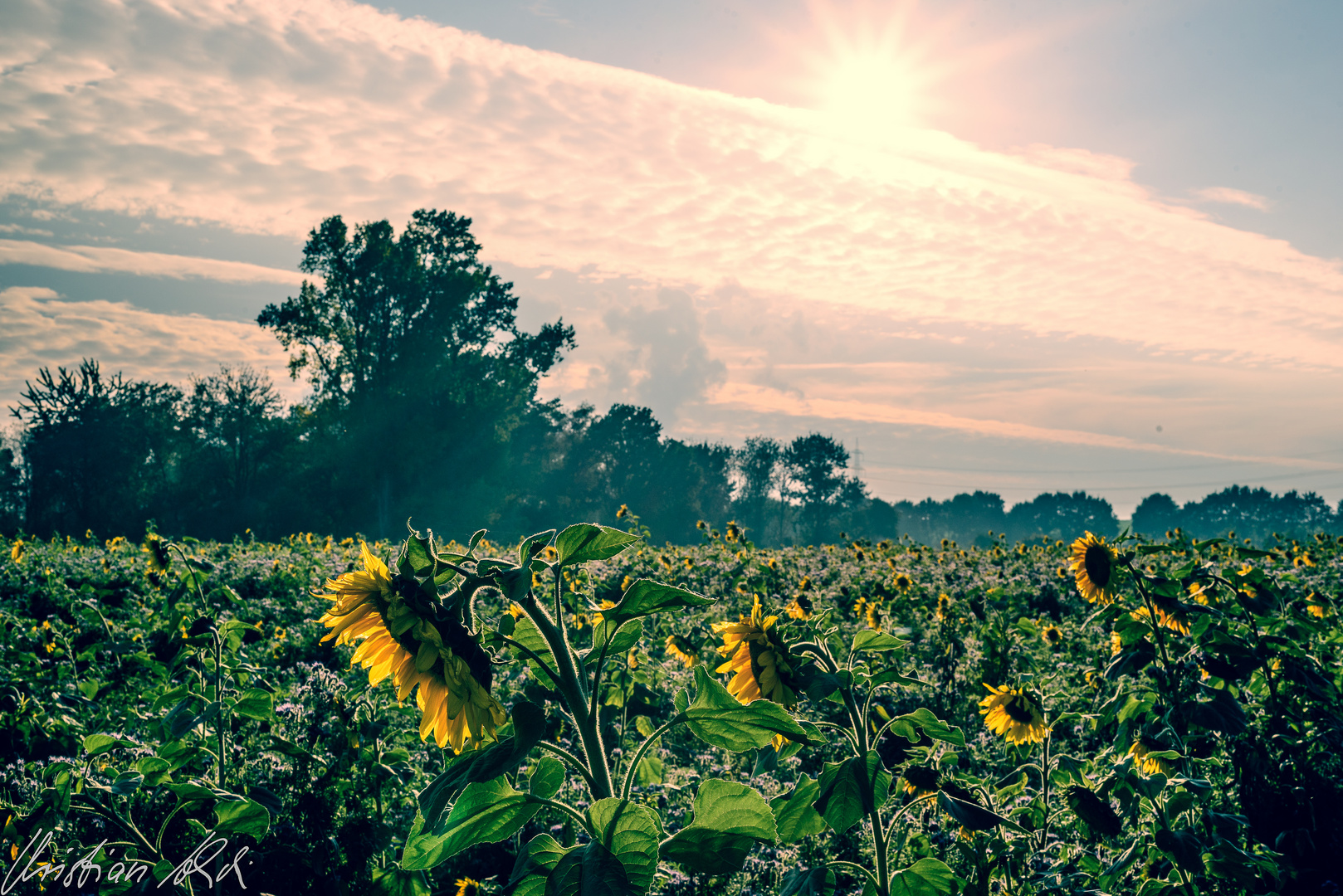 Sonnenblumen im Feld