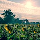 Sonnenblumen im Feld