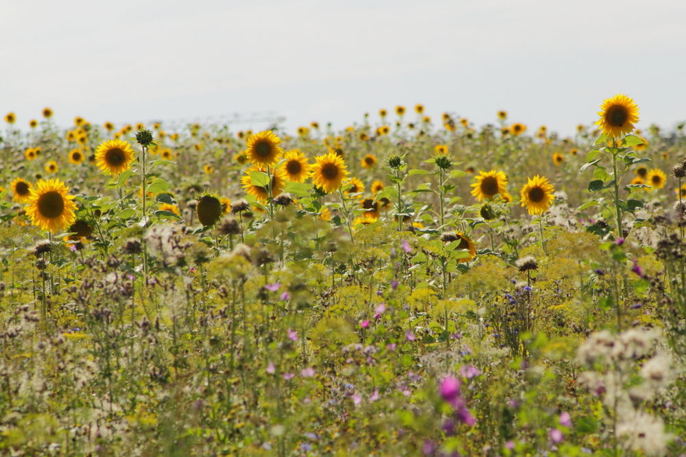 Sonnenblumen im Feld