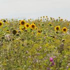 Sonnenblumen im Feld